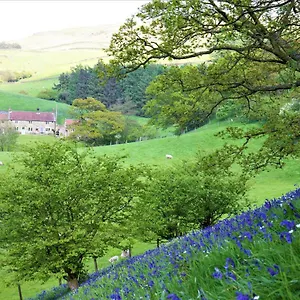 Bluebells , Chop Gate United Kingdom
